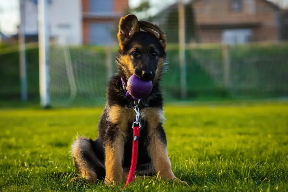 dog on grass with leash on mouth