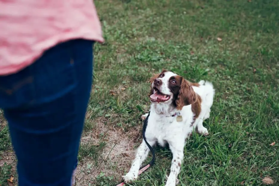 white and brown short coat medium dog on green grass field during daytime