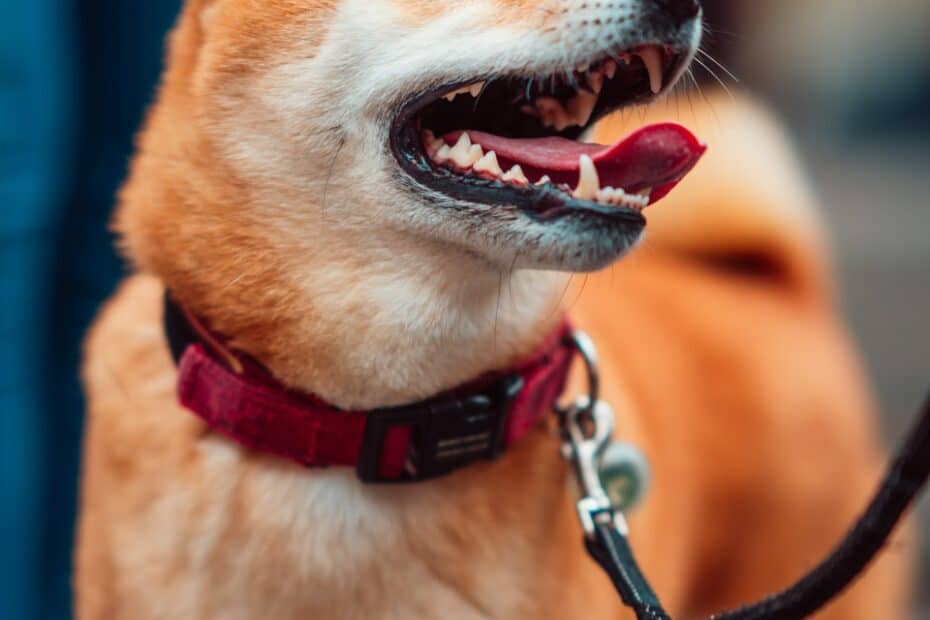 orange dog
